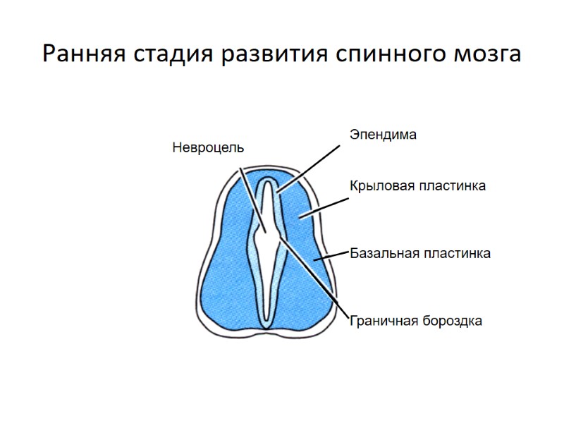 Ранняя стадия развития спинного мозга Эпендима   Крыловая пластинка    Базальная